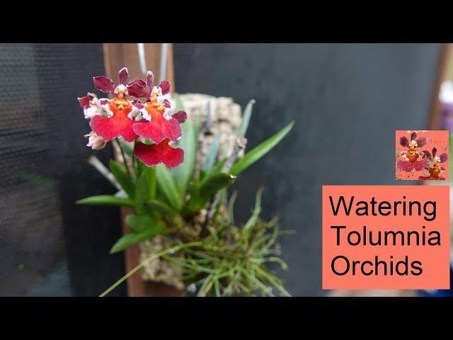 Watering Tolumnia Orchids - Indoors & Outdoors