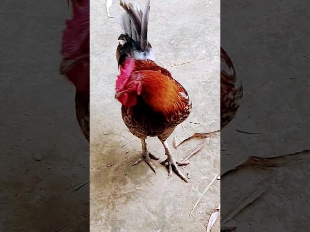 cock #shorts