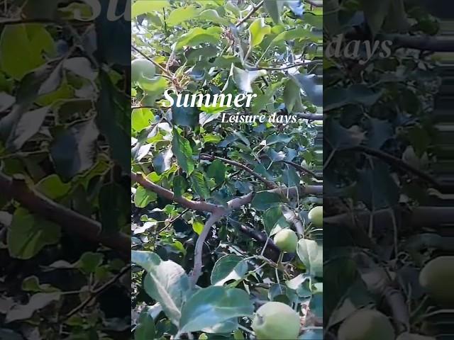 의성 사과가 잘 익어가고 있어요  #과수원 #사과 #사과나무 #apple #tree #trees #yesteroncemore #carpenters #music #healing