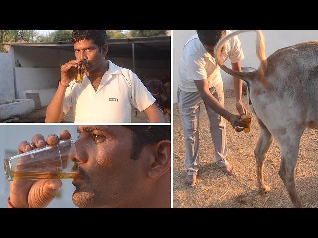 Men Using Cow's Urine To Fight Disease