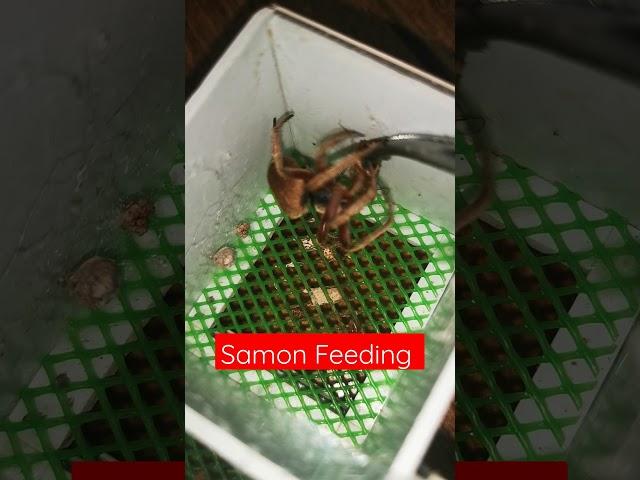 Samon Feeding Time!