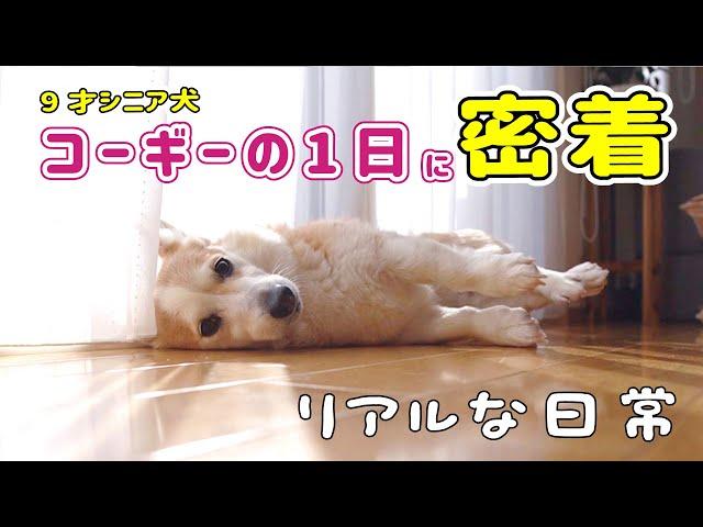 シニア犬とママのリアルな1日【犬の居る暮らしって幸せ】