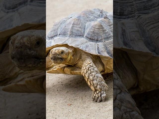 Animali più lenti al mondo  (Pt.6). #testuggine #1,5km/h