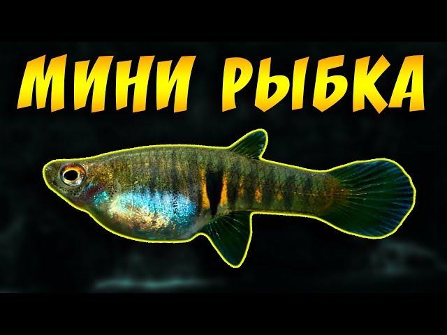 САМАЯ МАЛЕНЬКАЯ АКВАРИУМНАЯ НАНО-РЫБКА ДЛЯ НАНО-АКВАРИУМА НЕОГЕТЕРАНДРИЯ ЭЛЕГАНС ИЛИ ТИГРОВЫЙ ТЕДДИ!