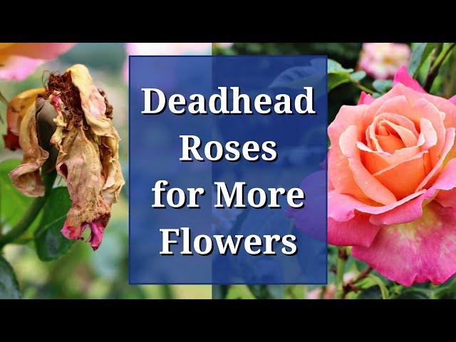 Deadhead Roses for More Flowers