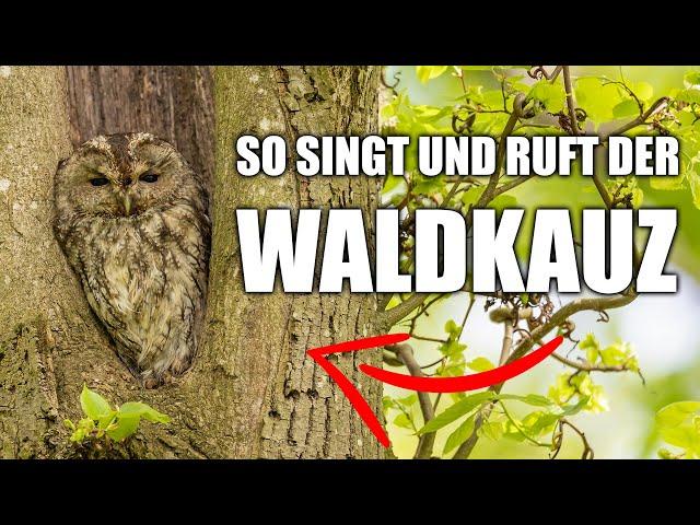 Waldkauz - Vogelstimmen lernen