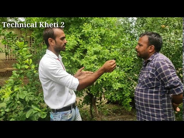 चंदन की खेती पूरी जानकारी || How to Do Sandalwood farming