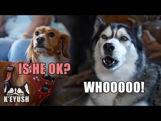 Husky SHOCKS his Cousin When He TALKS! She’s Confused!