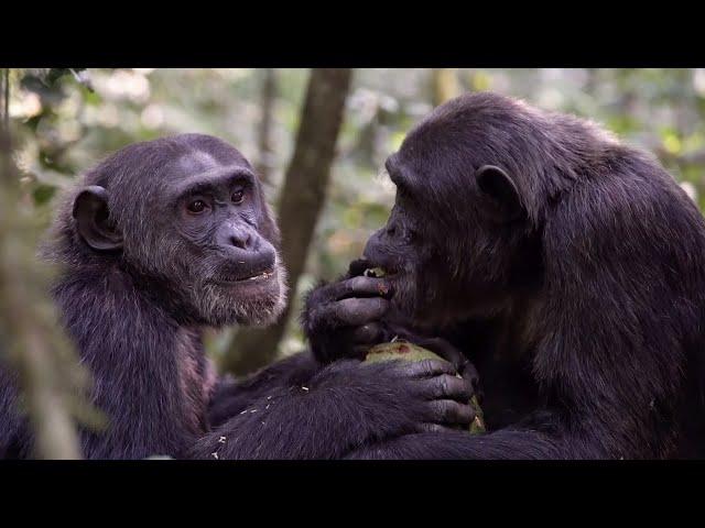 Inside Look at the Great Apes | National Geographic Expedition