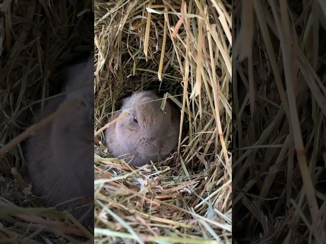 Bunny is resting in his warm, straw-nest  #freezingwinter #savebunny