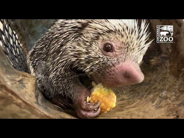 Rico Loves Peanut Butter and Corn on the Cob - Cincinnati Zoo
