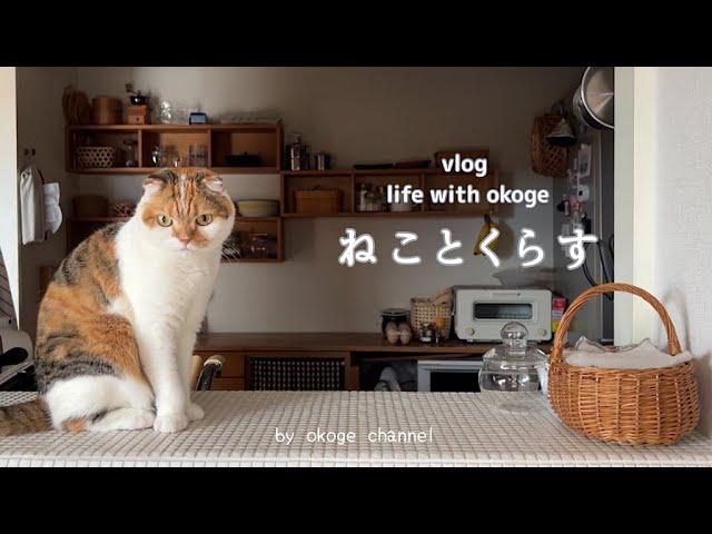 Life with a cat starts with breakfast/PAN DOROBOU Exhibition in Osaka(CATVLOG)