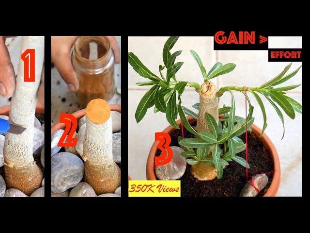 Get more BRANCHES and thicker CAUDEX in Adenium obesum (Desert Rose) || Tips, Hacks, Care & Training