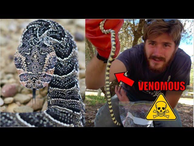 Catching VENOMOUS Snakes in Africa: Puff Adder and Harlequin Snake