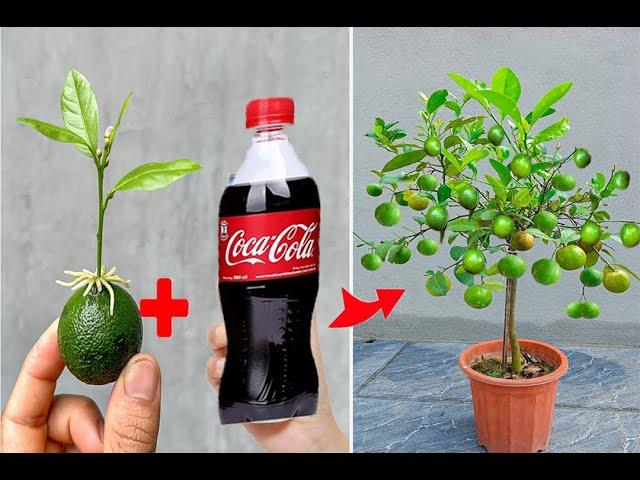 SUPER SPECIAL TECHNIQUE for propagating LEMON plants from fruits using super growth coca~cola