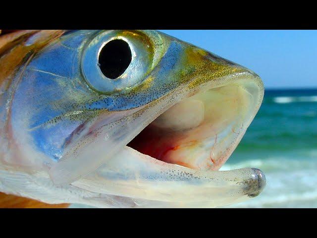 The Most Underrated Fish Surf fishing