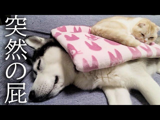 寝てる猫と犬の前でうっかり特大の屁をしたらこうなりました...汗