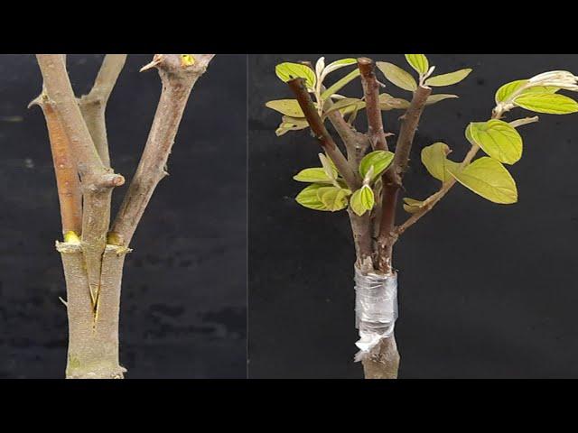 How to graft jujube plant from cutting