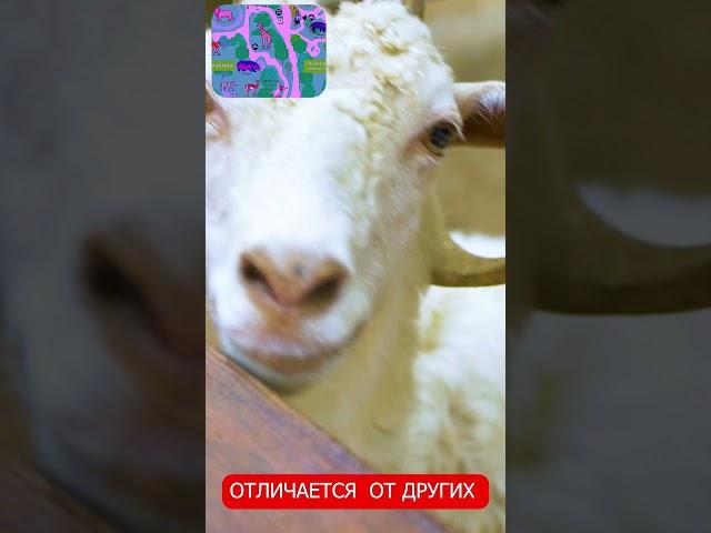 Анталья #зоопарк #экскурсии #животные