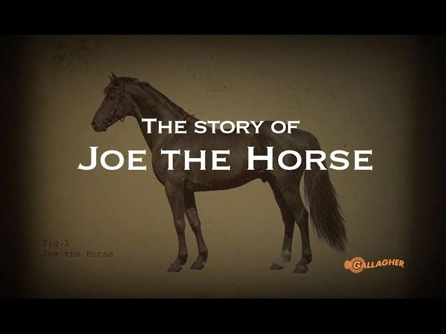 The Gallagher Story:  Joe the Horse