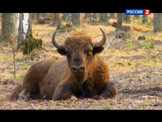 Заповедная Россия. Окский заповедник