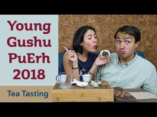 NEW Young Gushu Pu Erh Tea 2018 - TEA TASTING