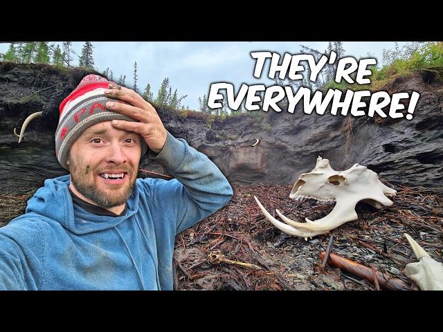 The Most Ice Age Bones Discovered In One Area!