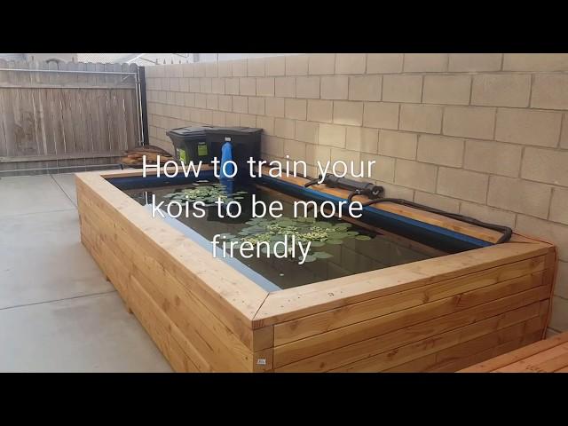 How to train your koi fish to be friendly