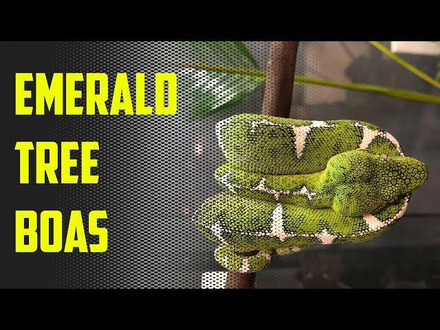 Episode 43 - 25 Minutes of Emerald Tree Boa Bliss!!!