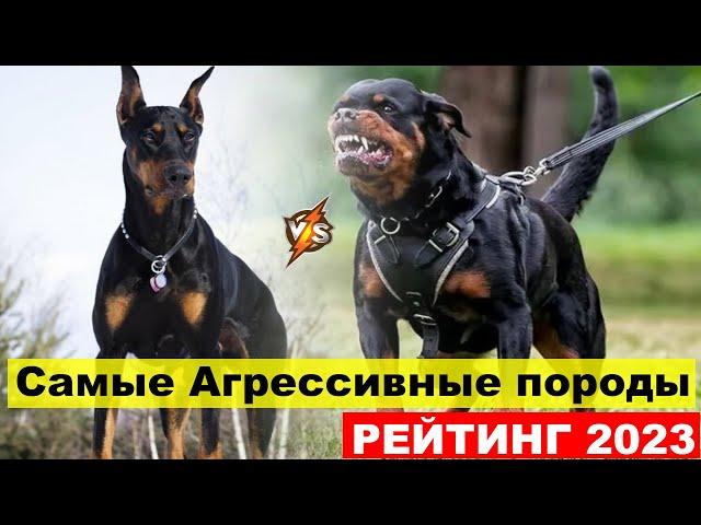 5 АГРЕССИВНЫХ и МОЩНЫХ ПСОВ ТОП пород собак 2023