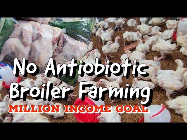 Pure Azolla Feeding Trial to Broiler Chicks| A Tip to a Million Income Goal #broiler #farming #fypシ