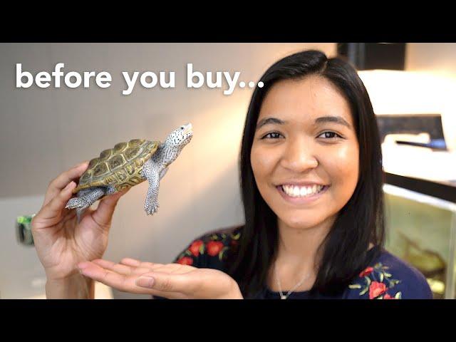 things you NEED to know BEFORE getting a turtle (watch this before you buy one)