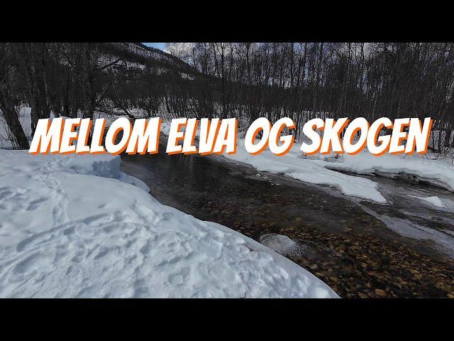 10x hastigheten mellom elva og skogen. #dji #vinter #elv #skog #4k