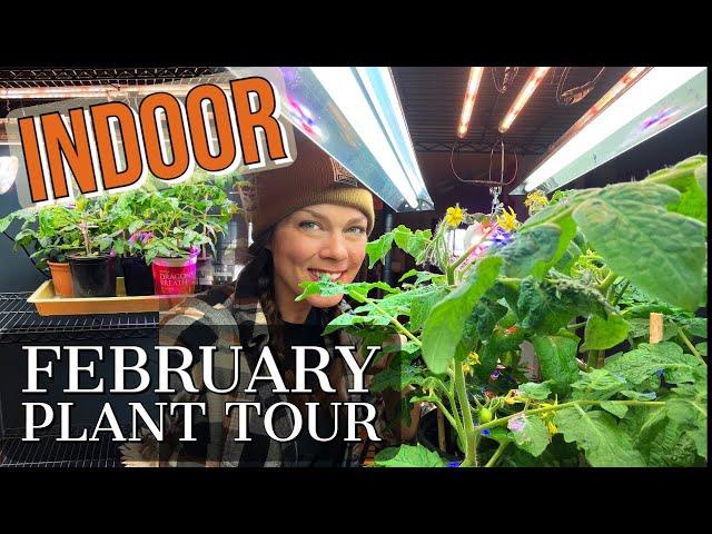 Gardening Indoors- (mostly edible) Plant Tour