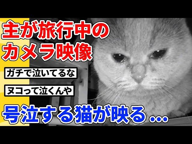 【2ch動物スレ】旅行中の深夜3時、留守番してる猫をカメラでチェックした結果…