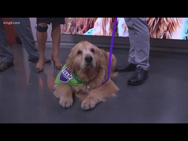 Seattle celebrity dog Dash helps raise money to fight cancer