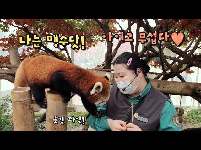 에버랜드 판다월드 ep5 "나는 맹수다!" 귀욤미 대폭발한 레서판다 레시와 사육사의 애니멀톡 현장! Red Panda Lessy