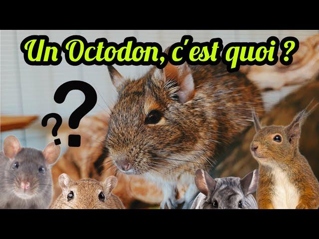 Un Octodon, c'est quoi ?