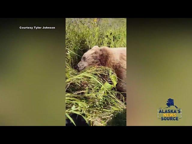 VIDEO: Alaska man attacked by brown bear captures moments after incident on video