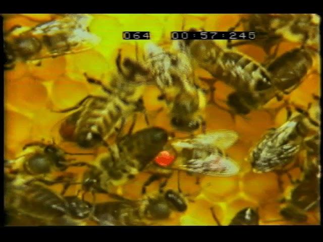 Honey bee waggle dancing, filmed in slow motion