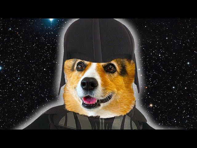 CORGI JOINS THE DARKSIDE | Hammy & Olivia