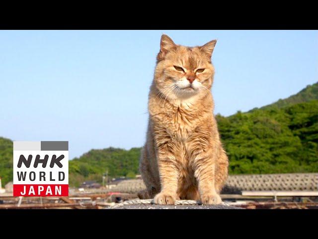 Yamaguchi: Mother & Child - A Cat's-Eye View of Japan