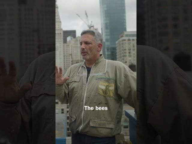 New York City Bee Keeper Has Over 100 Hives #newyork #beekeeping #bees #honey #shorts