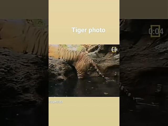 tiger photo video rails photography#youtbeshorts #viral #like #And#subscribe