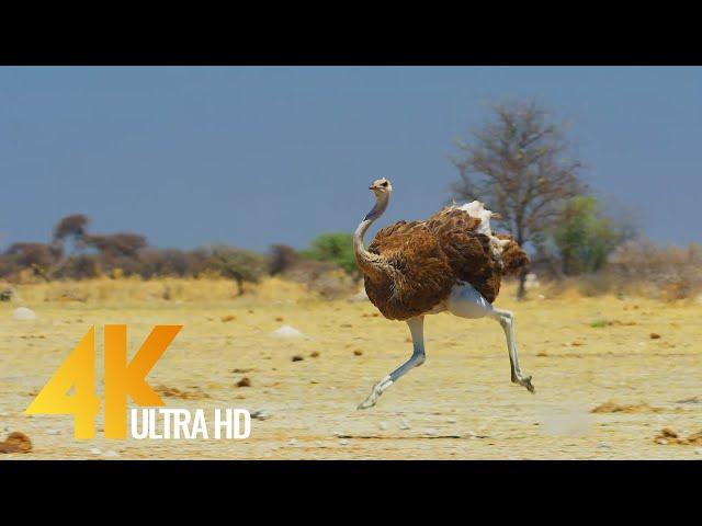 4K Ostrich the Flightless Bird - African Wildlife Documentary Film with Narration