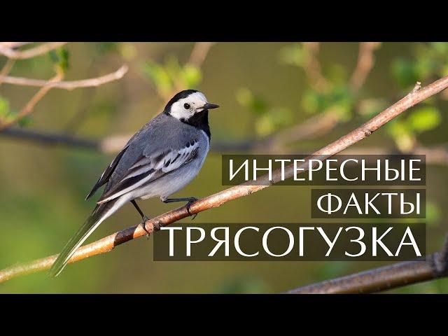 Трясогузка - интересные факты