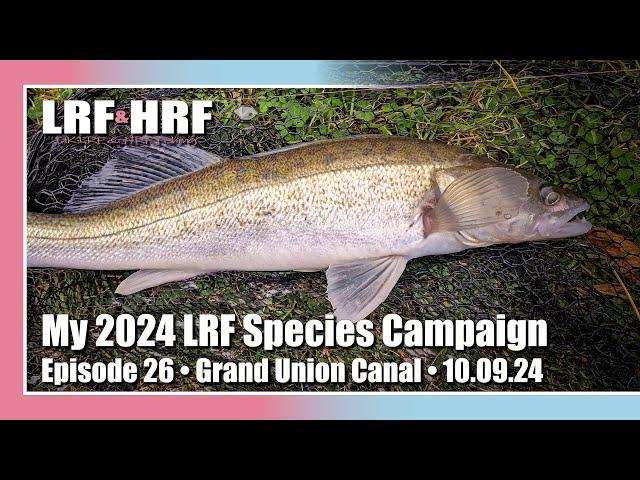 Episode 26: My 2024 LRF Species Hunt - Grand Union Canal