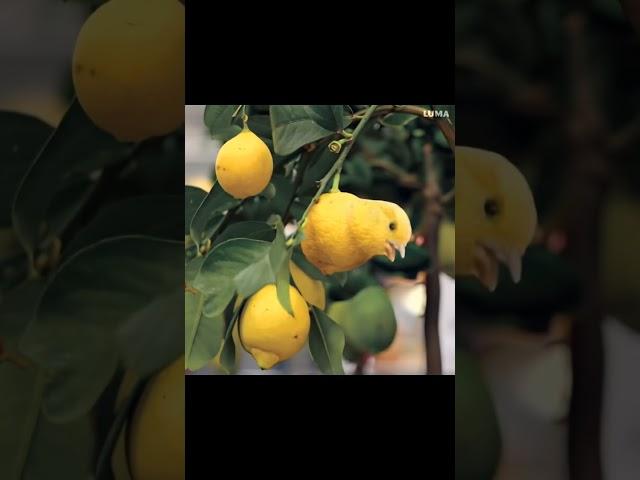 Lemon Canary 