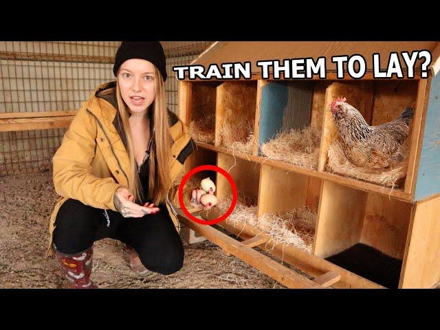 Train Chickens To Lay Where YOU Want In 2 EASY Ways 