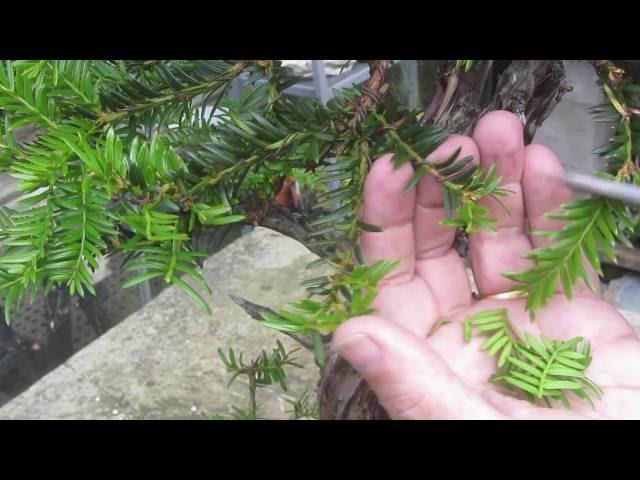 Yew Bonsai Techniques Part 2